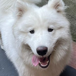 Meet your Posher, Vasili